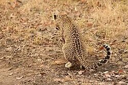 Leopard in Satpura National Park